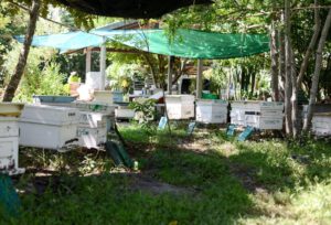 น้ำผึ้งดิบ (Raw Honey)