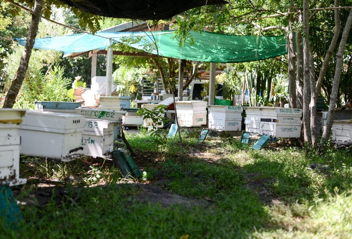 น้ำผึ้งดิบ (Raw Honey)