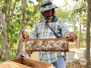 การเก็บรวงผึ้ง กุนทนฟาร์ม 2026 | น้ำผึ้งแท้จากธรรมชาติ 100%