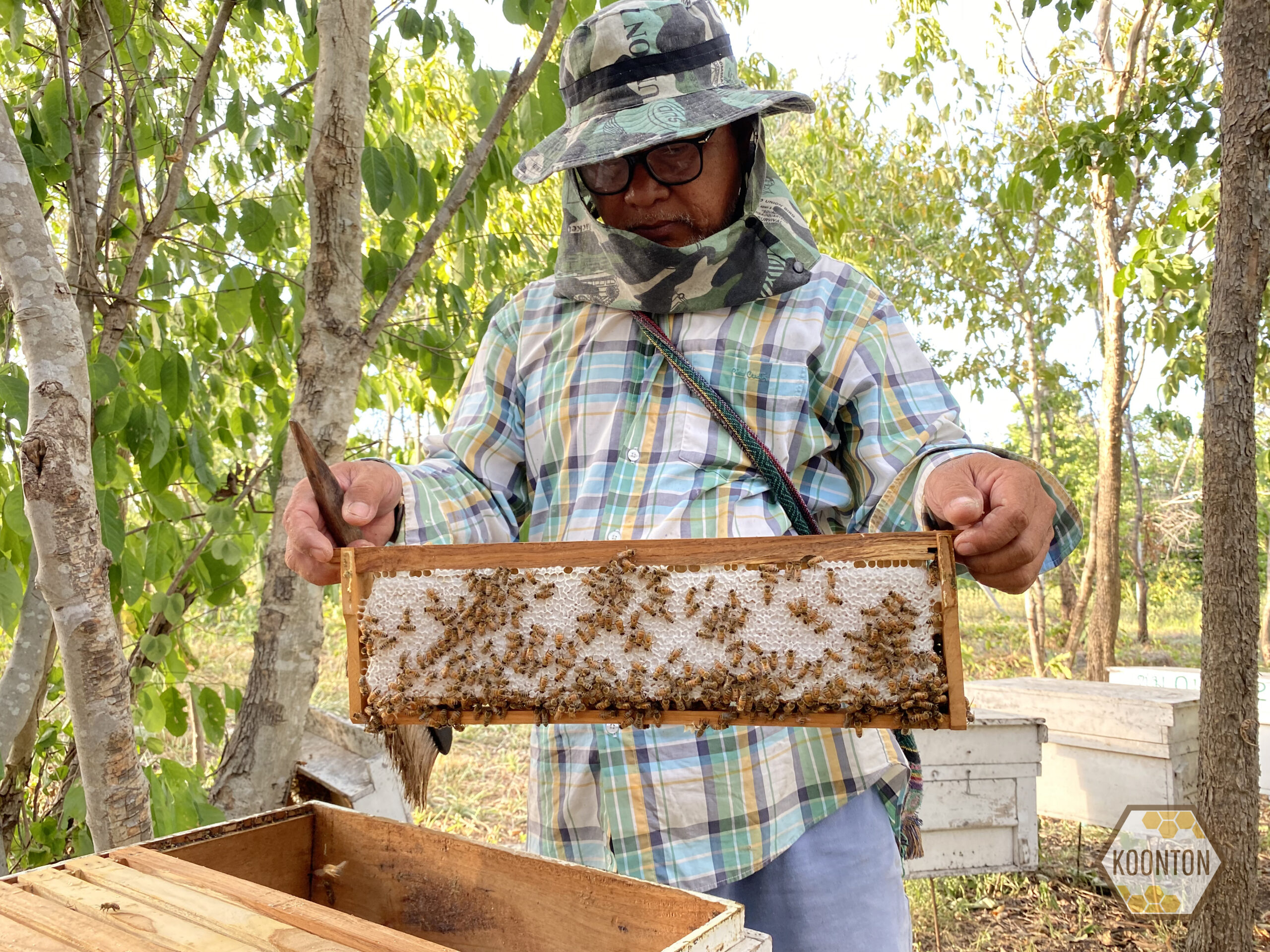 koontonfarn lagacy honeycomb